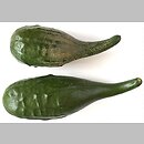 Lagenaria siceraria (tykwa pospolita)