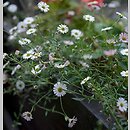 Erigeron karvinskianus (przymiotno Karwinskiego)