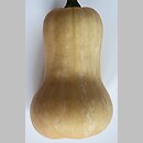 Cucurbita moschata (dynia piżmowa)