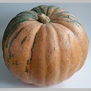 Cucurbita maxima Melonowa Żółta