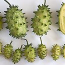 Cucumis metuliferus (kiwano)
