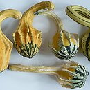 Cucurbita pepo (dynia zwyczajna)