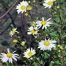 Arctanthemum arcticum (złocień arktyczny)