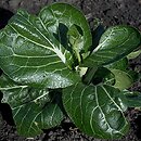 Brassica chinensis (kapusta chińska)