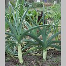 Allium porrum (czosnek por)