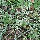 Tragopogon porrifolius (kozibród porolistny)