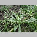 Scorzonera hispanica (wężymord czarny korzeń)