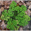 Petroselinum crispum Grupa 'pietruszka naciowa'