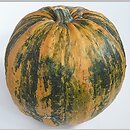 Cucurbita pepo (dynia zwyczajna)