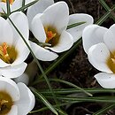 Crocus chrysanthus Miss Vain