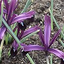 Iris reticulata Purple Gem