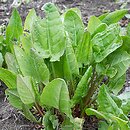 Rumex rugosus (szczaw ogrodowy)
