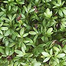 Lepidium sativum (pieprzyca siewna)