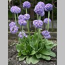 Primula denticulata (pierwiosnek ząbkowany)