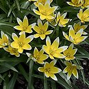 Tulipa tarda (tulipan późny)