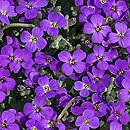 Aubrieta gracilis (żagwin drobny)