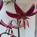 Lilium martagon Claude Shride