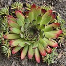 Sempervivum Faraon