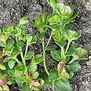 Veronica repens (przetacznik rozłogowy)