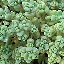 Sedum dasyphyllum (rozchodnik brodawkowaty)