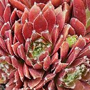Sempervivum Red Papaver