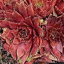 Sempervivum Rubin