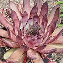 Sempervivum Noir