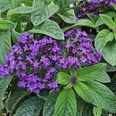 Heliotropium arborescens (heliotrop peruwiański)