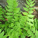 Polystichum falcatum var. fortunei (paprotnik sierpowaty odm. Fortune'a)