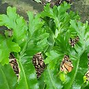 Asplenium scolopendrium Cristata