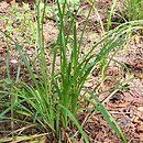 Liriope graminifolia (liriope trawolistna)