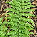 Dryopteris filix-mas Crispa Cristata