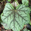 Heuchera Green Spice