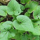 Brunnera macrophylla Langtrees