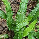 Asplenium scolopendrium Angustata