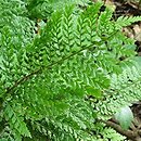 Polystichum setiferum Cristatum