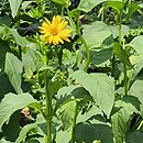 Silphium perfoliatum (różnik przerosłolistny)