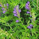 Scutellaria baicalensis (tarczyca bajkalska)