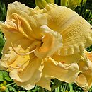 Hemerocallis ×hybrida Vanilla Fluff