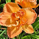 Hemerocallis ×hybrida Frances Joiner