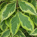 Weigela florida Variegata