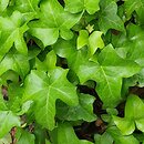 Hedera helix Manda's Crested