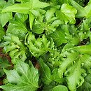 Hedera helix Filigran