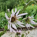 Berkheya purpurea (berkeja purpurowa)