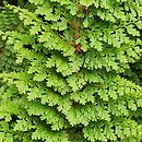Polystichum setiferum Plumosum Densum