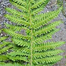 Polystichum andersonii (paprotnik Andersona)