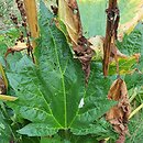 Rheum tanguticum (rabarbar tangucki)