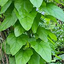 Cocculus carolinus (rybitrut karoliński)
