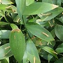 Ruscus hypoglossum (myszopłoch)