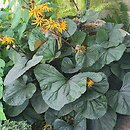 Ligularia (języczka)